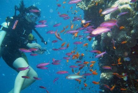 ورزش های دریایی کیش ورزش های دریایی کیش